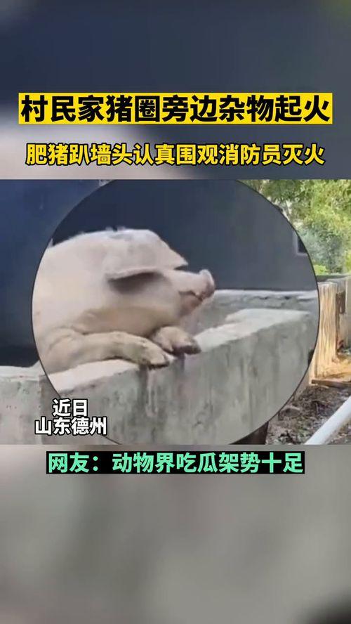 吃瓜群众动物图片搞笑,笑料横生的搞笑瞬间