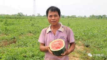 夏日农村吃瓜群众,吃瓜群众的欢乐时光