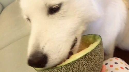 憨厚的吃瓜群众图片高清,高清图中的纯真瞬间