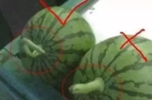 吃瓜群众的搞笑名字,揭秘那些搞笑的“吃瓜群众”名字背后的故事