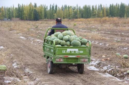 杏花岭吃瓜群众是谁,网络热议背后的真实故事