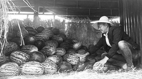 沂南吃瓜群众事件始末,一场网络舆论的风波与反思